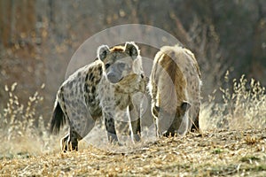 Hyena Pups