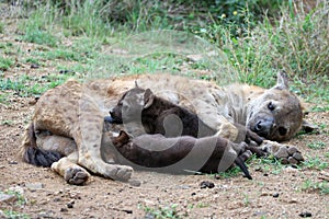 Hyena pups drinking milk from their mother