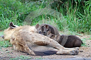 Hyena pups drinking milk from their mum