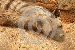 Hyena resting in a cage in a zoo park. Proteles cristata lies on the sand and stares around. Closeup of an Aardwolf foraging in