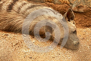 Hyena resting in a cage in a zoo park. Proteles cristata lies on the sand and stares around. Closeup of an Aardwolf foraging in