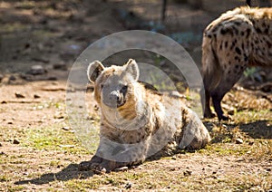 Hyena resting in her cave on a rock with her herd in the African savannah of South Africa is one of the stars of safaris