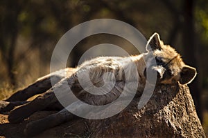 Hyena resting on a warm rock in the African savannah of South Africa, this predator is very dangerous and difficult to see on