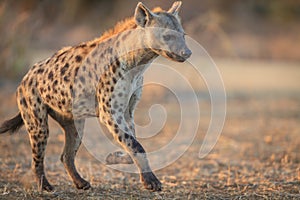 Hyena photo