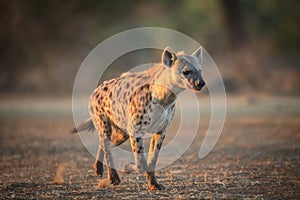 Hyena photo