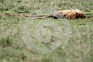 Hyena - Serengeti, Africa