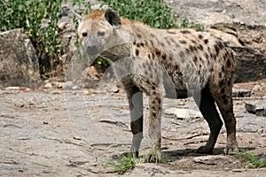 Hyena - Serengeti, Africa