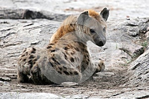 Hyena - Serengeti, Africa