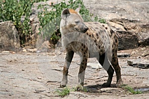 Hyena - Serengeti, Africa