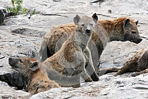 Hyena - Serengeti, Africa