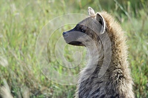 Hyena in Serengeti National Park