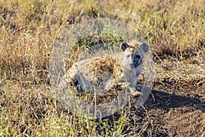 Hyena in Serengeti National Park