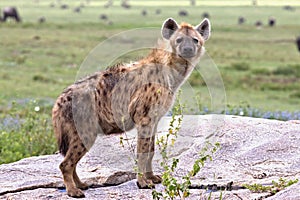 Hyena, Serengeti Plains, Tanzania, Africa