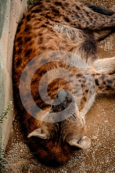 Hyena sleeping in the afternoon