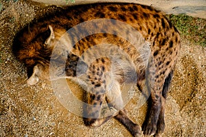 Hyena sleeping in the afternoon
