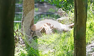 Hyena sleeping,  lying in the forest