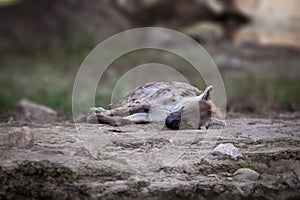 Hyena sleeping on a rock