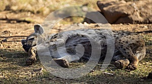 Hyena sleeping on a rock in the African savannah of South Africa, these are carnivorous animals that live in community