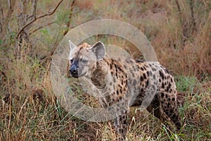 Hyena sniffing grass to pick up scents and smells