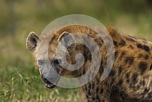 Hyena South Africa photo