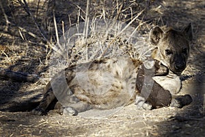 Hyena, South Africa, mother and pups