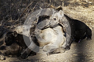 Hyena, South Africa, mother and pups