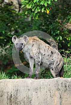 Hyena are stare at us