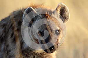 Hyena with sunrise reflection in its eye