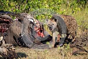 Hyena and vultures at a carcass