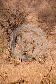 Hyena and Vultures with Prey in Savannah, Kruger Park, South Africa