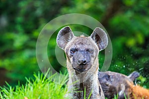 Hyena waiting for prey