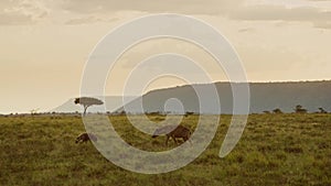 Hyena walking across Kenyan plains with acacia tree in background, beautiful composition of African