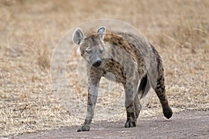 Hyena walking along country road