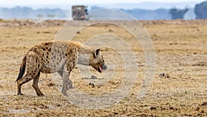 Hyena Walking in Amboseli Park Kenya Africa