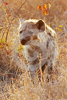 Hyena walking in early morning