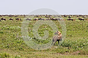 Hyena watching wildebeest