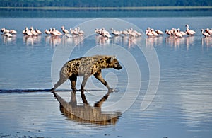 Hyena in the Water photo