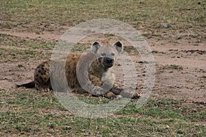 Hyena in the wild maasai mara