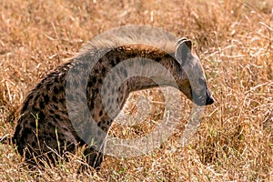 Hyena in the wild spotted hunting in the grass at Maasai Mara National Reserve Narok County, Kenya