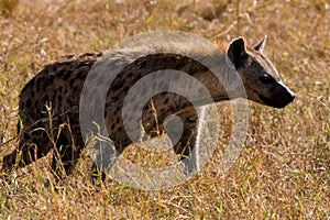 Hyena in the wild spotted hunting Savannah grass at Maasai Mara National Reserve Narok County, Kenya