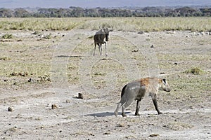 Hyena and wildebeest