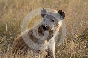 Hyena in wildlife