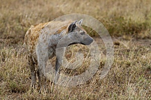 Hyena in wildlife