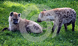 Hyenas