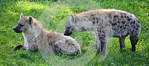 Hyenas