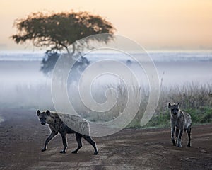 Hyenas before dawn