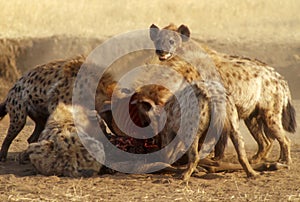 Hyenas Devouring Gnu