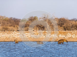 Hyenas - Etosha National Park - Namibia