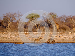 Hyenas - Etosha National Park - Namibia