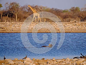 Hyenas - Etosha National Park - Namibia